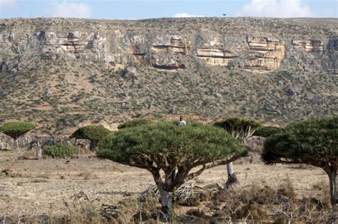 Nature and Animals on Socotra: Introduction to Its Flora and Fauna - CultureRoad Travel