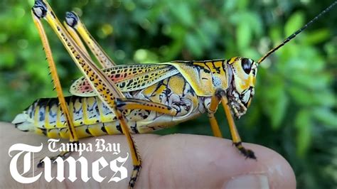 They're not cicadas. Just Florida's giant grasshoppers. - YouTube