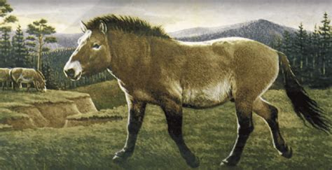 42,000 Year-Old Perfectly Intact Horse Discovered In Permafrost - Animals Around The Globe