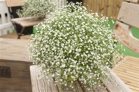 Gypsophila Gypsy White Improved | All-America Selections