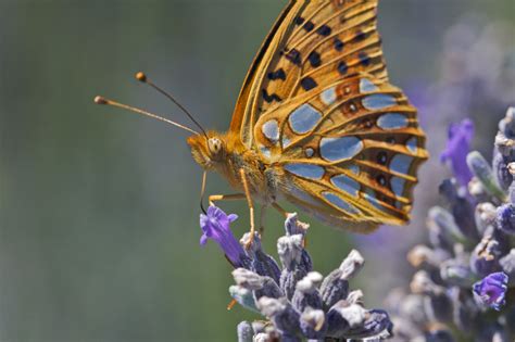 Butterfly on Lavender | Butterfly, Animals, Photo