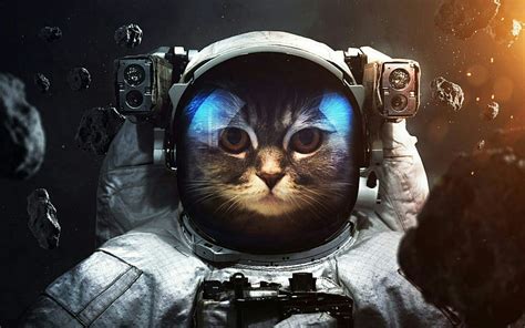 Astronaut Cat Wallpaper