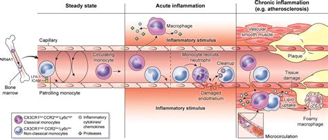 Elucidation of monocyte/macrophage dynamics and function by intravital imaging - Rua - 2015 ...