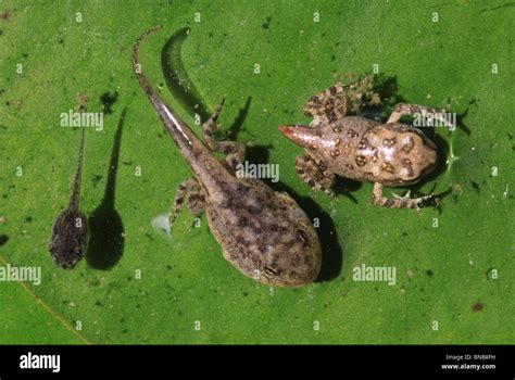 tadpole to frog development different species Stock Photo - Alamy