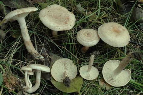 Poisonous Fungi | Guide to Effects | Greenman Bushcraft