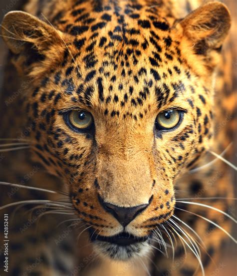 Leopard portrait Stock Photo | Adobe Stock