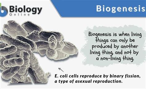 Difference Between Abiogenesis And Biogenesis Definition Phenomenon Examples And Differences ...