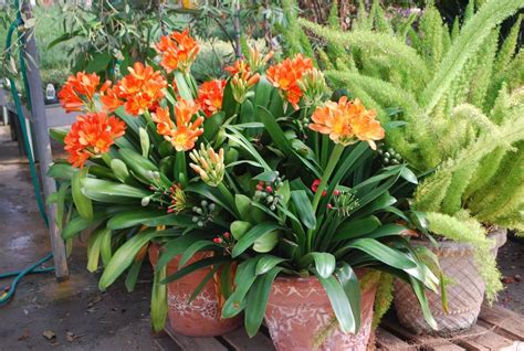 Clivia miniata Archives - Laidback Gardener