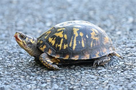 Creature Feature: Box Turtle - Raritan Headwaters