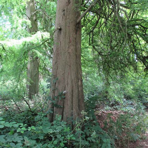 Taxodium distichum in Roath Park Wild Gardens