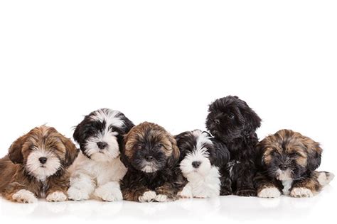 Lhasa Apso Puppies For Sale In Arizona