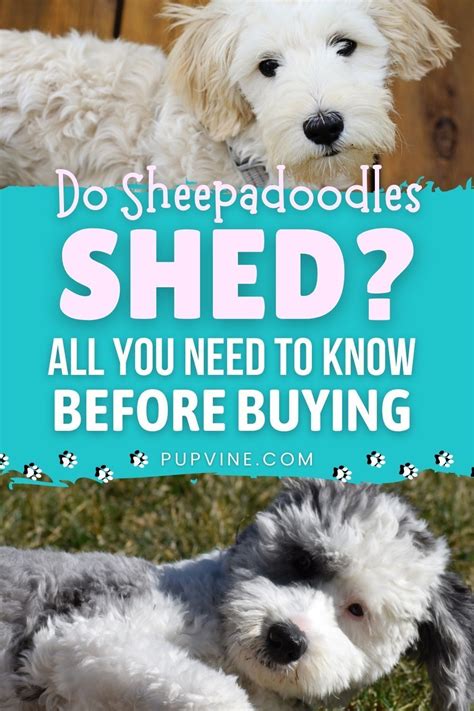 Do Sheepadoodles Shed? All You Need To Know Before Buying in 2022 ...