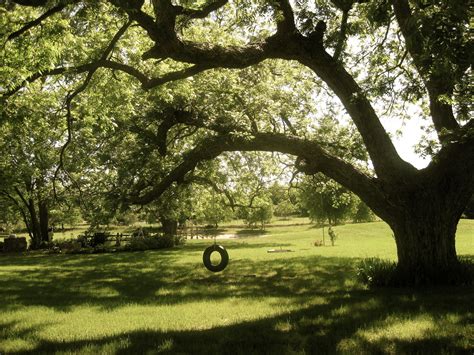 Pecan Tree - Database Plants