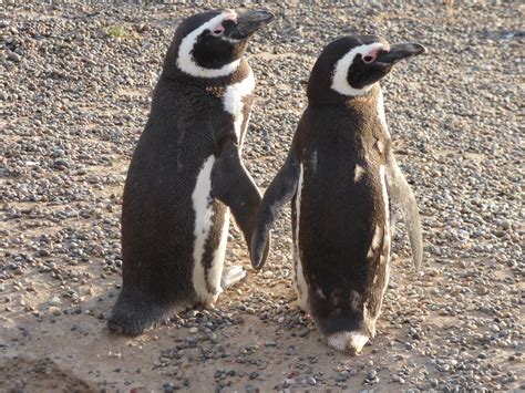 Magellanic Penguin Biology - Center for Ecosystem Sentinels