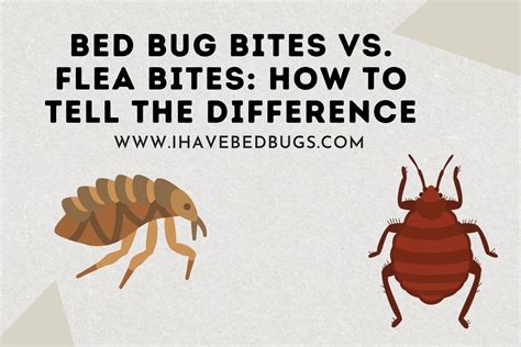 Flea Bites Vs Bed Bug Bites Best Difference | Images and Photos finder