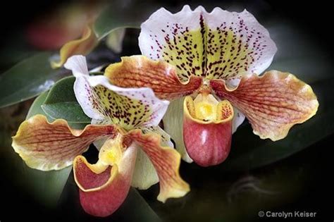 Image detail for -Rainforest Orchids | Tropical Rainforest Plants - Amazon Rainforest ...