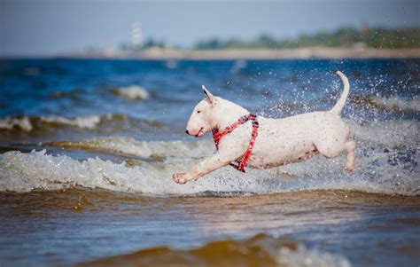 Respect Your Fido: Humane Dog Training Equipment – Top Dog Tips