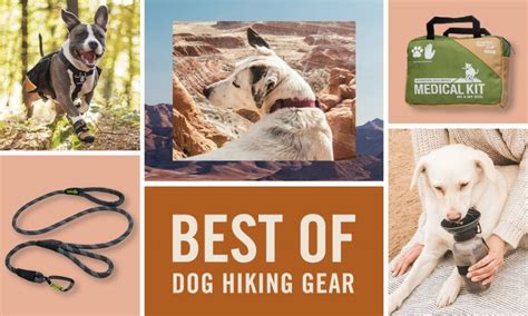 Best Dog Hiking Gear of 2022: Top-Rated and Owner Approved | BeChewy