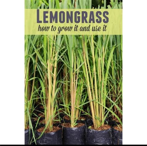 Citronella grass/Lemon Grass Live Plant, Furniture & Home Living, Gardening, Plants & Seeds on ...