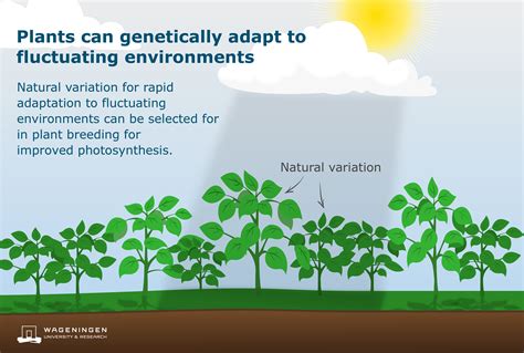 Reasons Why Photosynthesis Is Important For Life On Earth - The Earth Images Revimage.Org