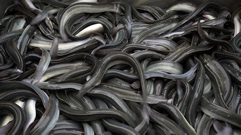 Is a European “eel deal” the only way to save this endangered species ...