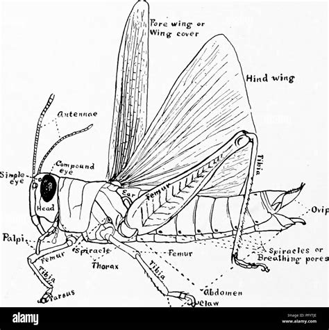 Internal Grasshopper Anatomy