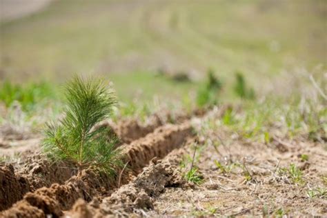 Op-Ed: Why Canada needs a national tree planting strategy - Wood BusinessWood Business