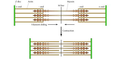 Actin Filaments: Function & Structure - Video & Lesson Transcript ...