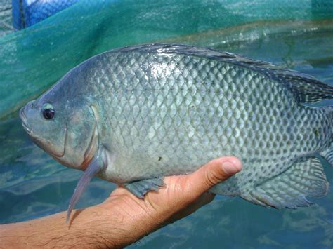 The 3 Most Common Types of Tilapia - The Healthy Fish