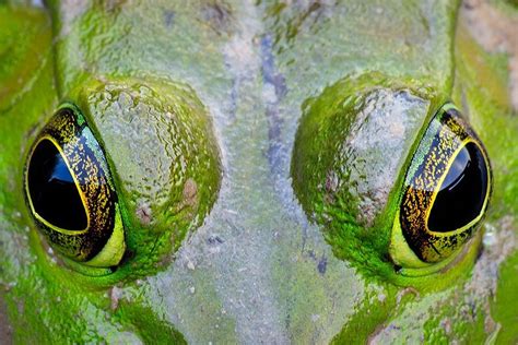 Eye to Eye | Bullfrog, Extreme close up, Eyes