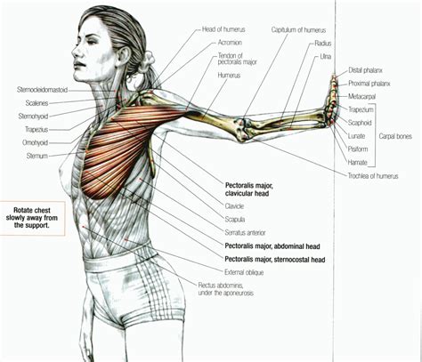 Pectoralis Major Stretch Anatomia Muscular Anatomia Yoga Anatomia The | The Best Porn Website