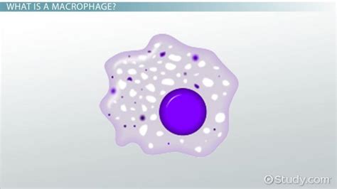 Macrophage | Definition, Function & Types - Lesson | Study.com