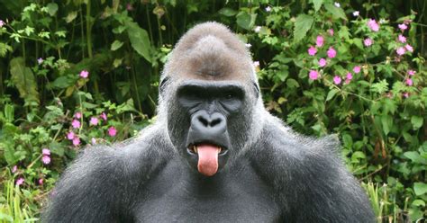 This Gorilla is a right cheeky monkey | Metro News