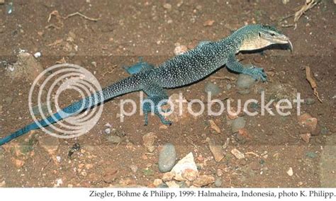 an A to Z of varanid species (Monitor Lizards) with photos - Reptile Forums