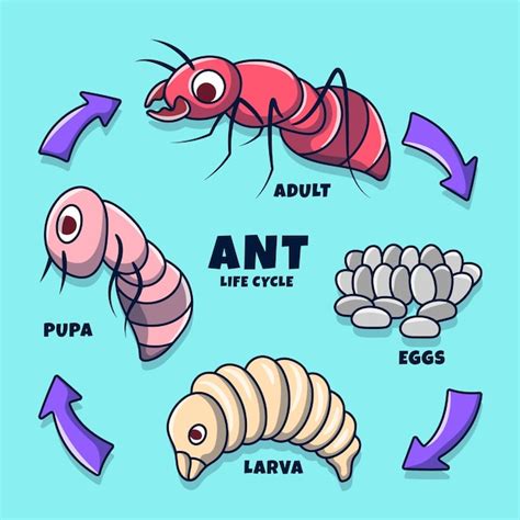 Premium Vector | Ant life cycle illustration with colored hand drawn doodle style