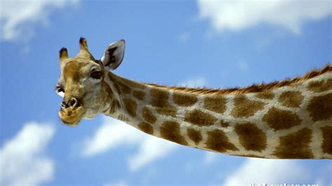 Christmas Giraffe Wallpaper - WallpaperSafari