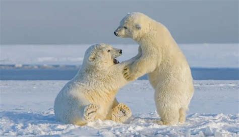 What Eats Polar Bears? [TOP 4 Polar Bear Predators]