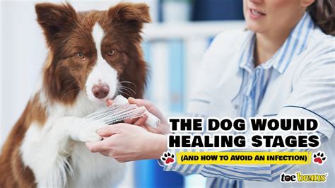 The Dog Wound Healing Stages (And How to Avoid an Infection) - toe beans