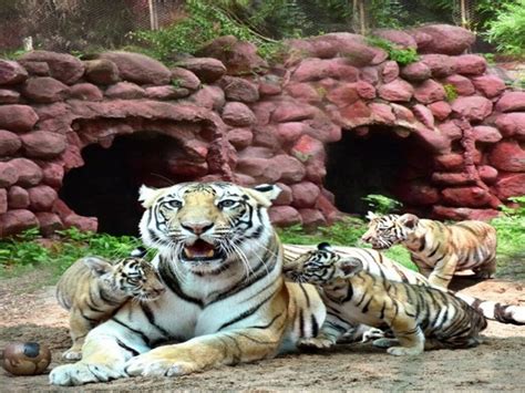 Hyd: Gland Pharma adopts 27 animals at Nehru Zoological Park