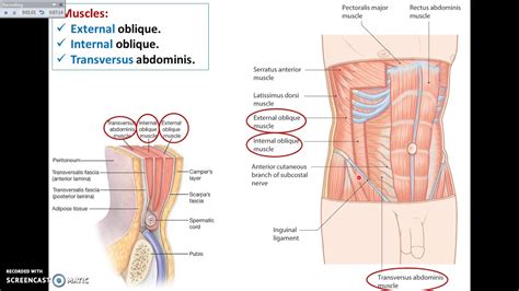 Abdominal Muscles Layers