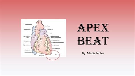 Apex beat abnormalities - displaced, double/triple impulse, volume ...