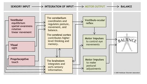 The Human Balance System | Vestibular Disorders Association