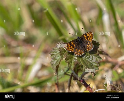 Duke of Burgundy Butterfly Stock Photo - Alamy