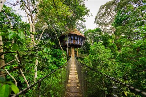 Treehouse Lodge | A Unique Treehouse Hotel In the Peruvian Amazon