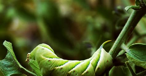 Tomato Hornworms and Parasitic Wasps : MrBrownThumb