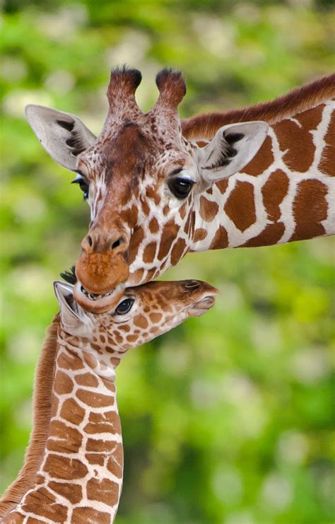 Sweet Love | Giraffe pictures, Animals beautiful, Animals wild