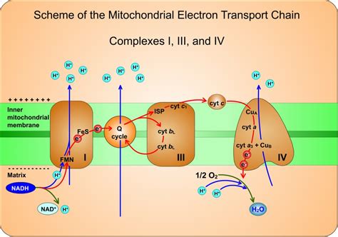 Using Adobe Flash Animations of electron transport chain to teach and ...