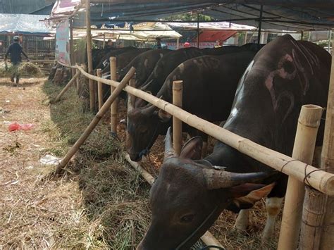 Sapi Bali Masih Dominasi Sapi Qurban di Kota Bekasi