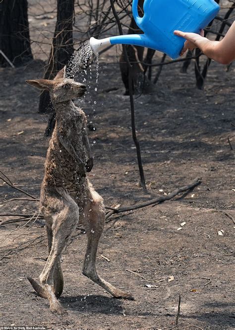 The most gut-wrenching images from Australia's horror bushfire crisis ...