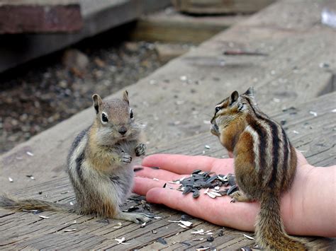 Free Chipmunk Feeding 2 Stock Photo - FreeImages.com